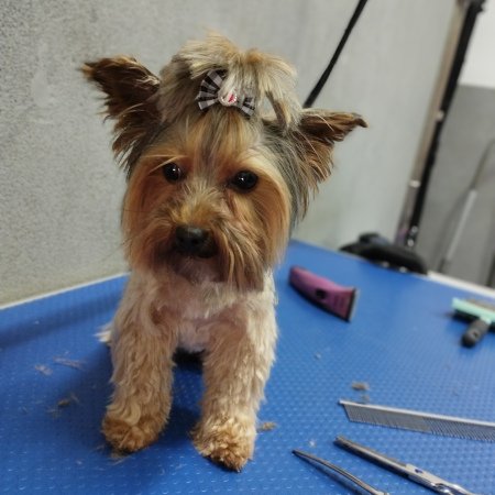 Piesek po pielęgnacji